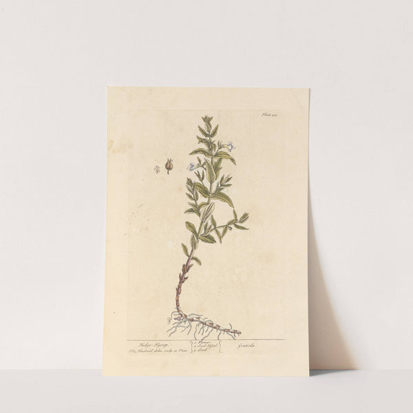 Hedge hyssop (1739) by Elizabeth Blackwell