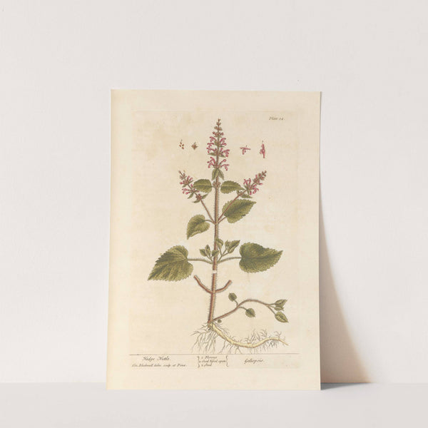 Hedge nettle (1739) by Elizabeth Blackwell