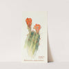 Hedgehog Cactus by Margaret Armstrong