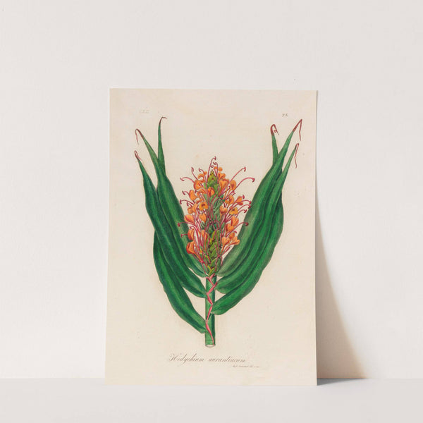 Hedychium aurantiacum (1818-1824) by Gaetano Savi