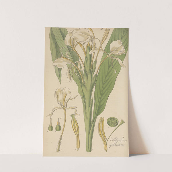 Hedychium spicatum by William Jackson Hooker