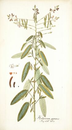 Hedysarum gyrans