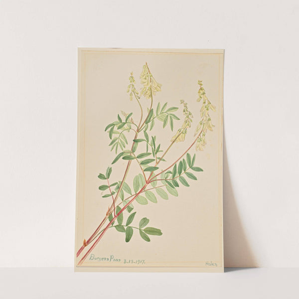 Hedysarum (Hedysarum sulphurescens) (1917) by Mary Vaux Walcott