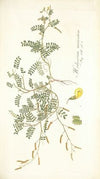 Hedysarum muricatum