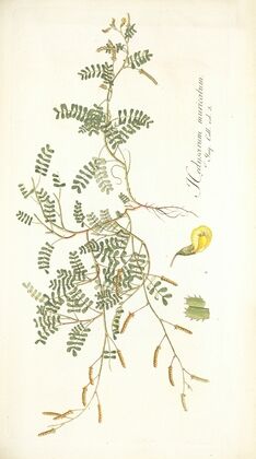 Hedysarum muricatum