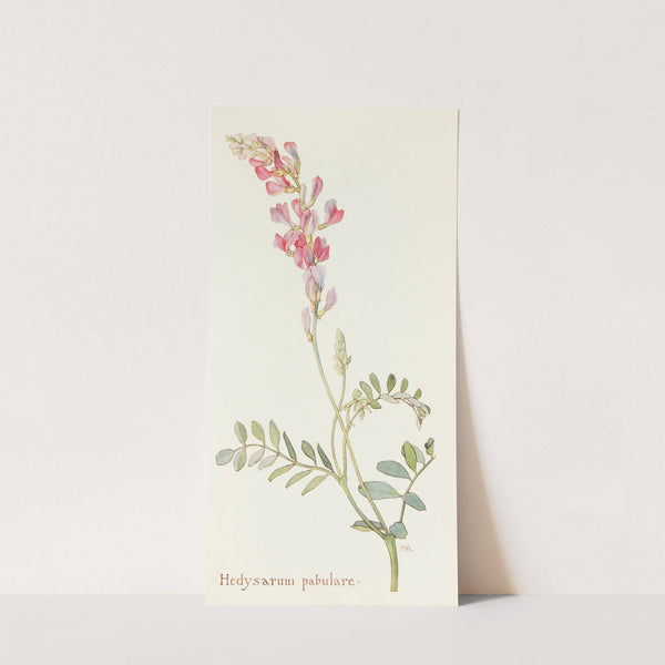 Hedysarum pabulare by Margaret Armstrong
