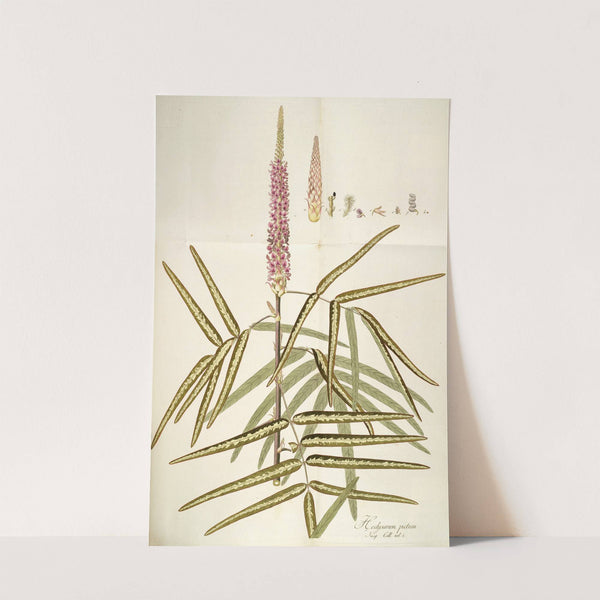 Hedysarum pictum by Nikolaus Joseph Freiherr von Jacquin