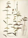 Hedysarum vespertilionis
