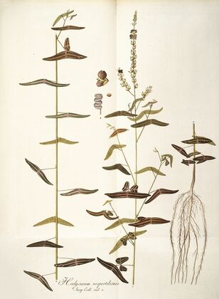 Hedysarum vespertilionis