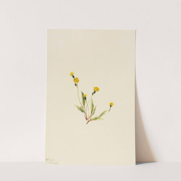 Heieracium gracile (1903) by Mary Vaux Walcott