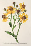 Helenium atropurpureum var. grandicephalum