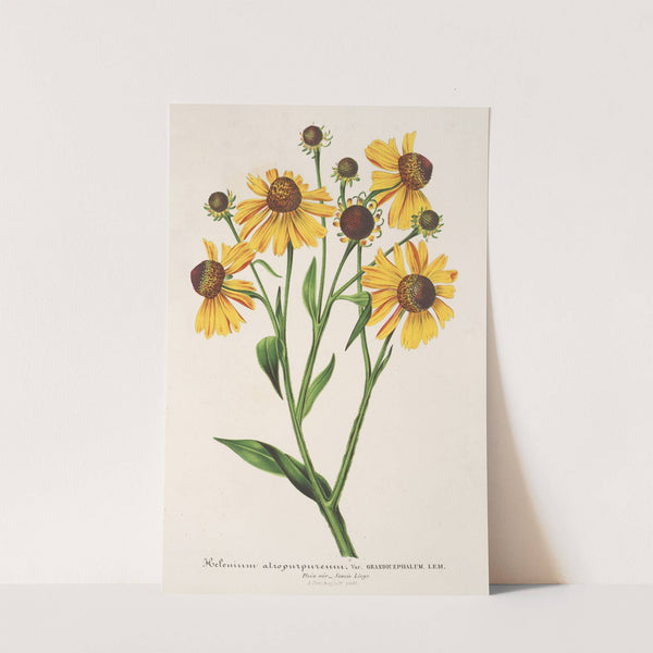 Helenium atropurpureum var. grandicephalum by Charles Antoine Lemaire