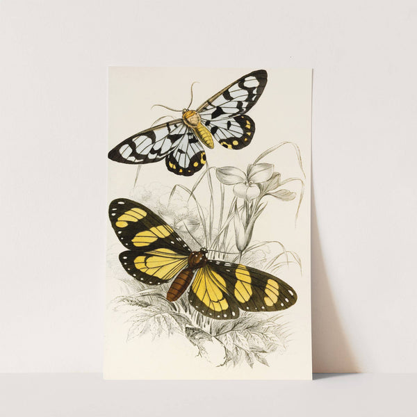 Heleona fenestrata, Anthomyza Tiresia by James Duncan