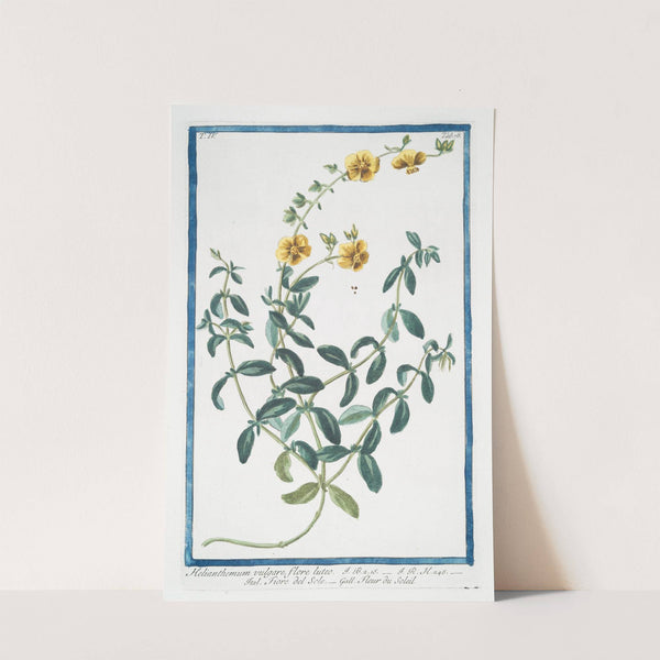 Helianthemum vulgare, flore luteo - Fiore del Sole - Fleur du Soleil. (Rock-rose) by Giorgio Bonelli