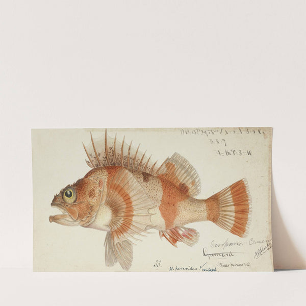 Helicolenus percoides (NZ) : Perch (1867) by Frank Edward Clarke