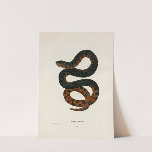 Helicops erythrogrammus. by John Edwards Holbrook