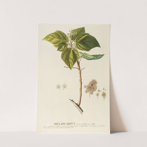 Heliocarpus by Georg Dionysius Ehret