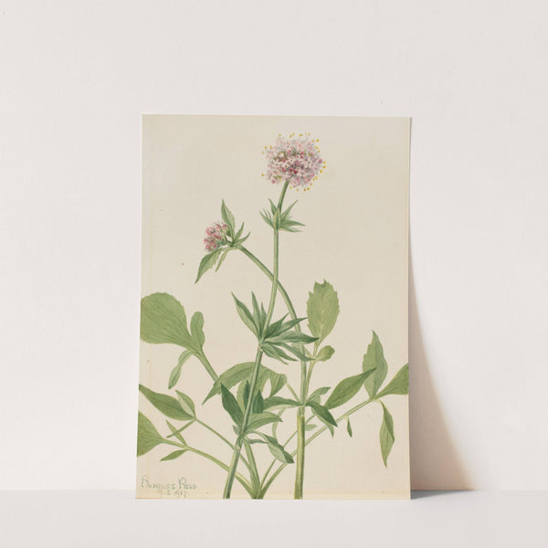 Heliotrope Valerian (Valeriana sitchensis) (1917) by Mary Vaux Walcott
