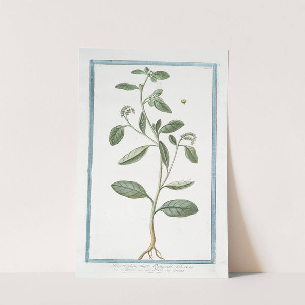 Heliotropium majus Discoridi - Elitropia - Herbe aux verrues. (Heliotrope, Cherry pie) by Giorgio Bonelli