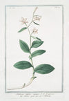 Helleborine , latifolia montana – eleboro picólo falso – L’ Elléborine