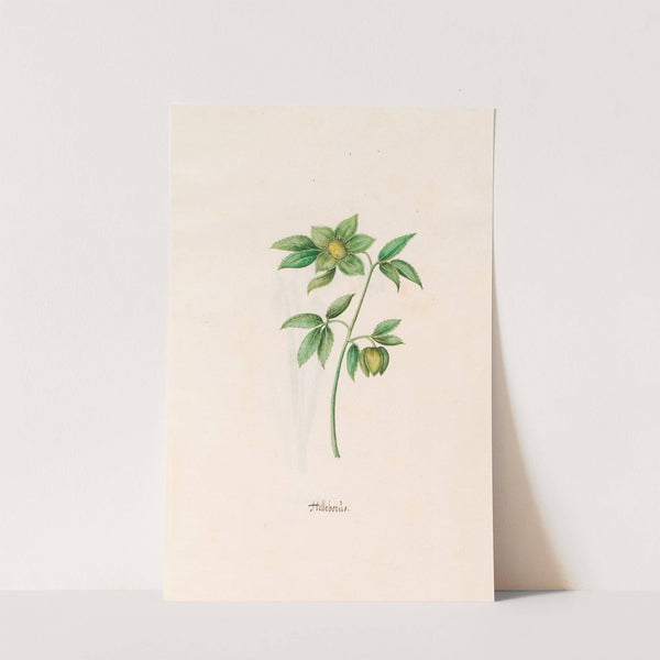 Helleborüs (1692) by Magdelena Rosina Funck