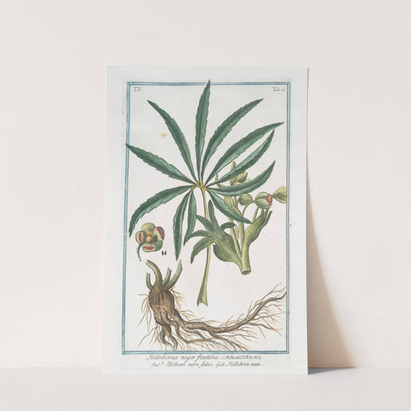 Helleborus niger foetidus - Elleboro nero falso - Hellebore noir. (Stinking hell-wore, Setter wort) by Giorgio Bonelli