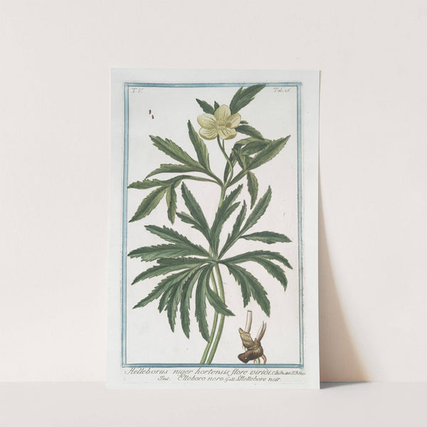 Helleborus niger hortensis flore viridi - Elleboro nero - L'Hellebore noir. (Christmas rose, Green hellbore) by Giorgio Bonelli