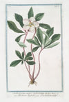 Helleborus niger trifoliatus – Elleboro trifolio – L’Hellebore noir. (Stinking hell-wore, three leaved)
