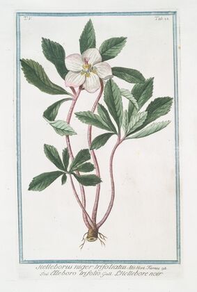 Helleborus niger trifoliatus – Elleboro trifolio – L’Hellebore noir. (Stinking hell-wore, three leaved)