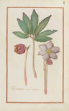 Helleborus verus theoprastii (1624)