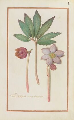 Helleborus verus theoprastii (1624)