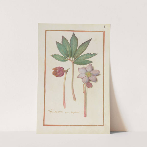 Helleborus verus theoprastii (1624) by Daniel Rabel