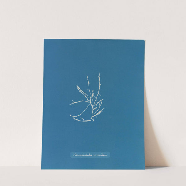 Helminthocladia vermicularis by Anna Atkins