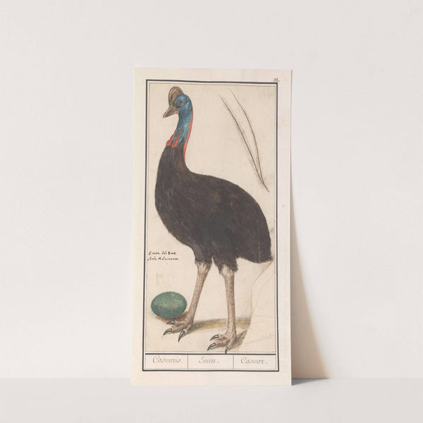 Helmkasuaris (Casuarius casuarius) Casuaris. Emeu. Casoar. (1596-1610) by Anselmus Boëtius de Boodt