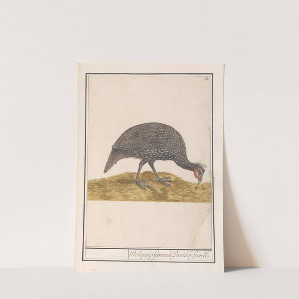 Helmparelhoen (Numida meleagris) (1596-1610) by Anselmus Boëtius de Boodt