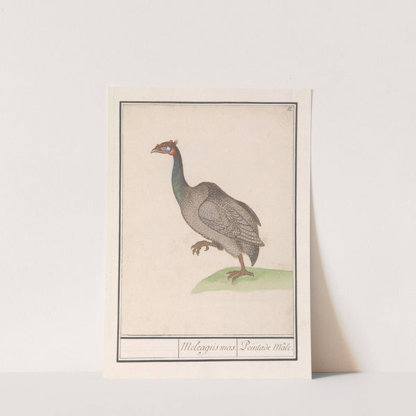 Helmparelhoen (Numida meleagris). (1596-1610) by Anselmus Boëtius de Boodt