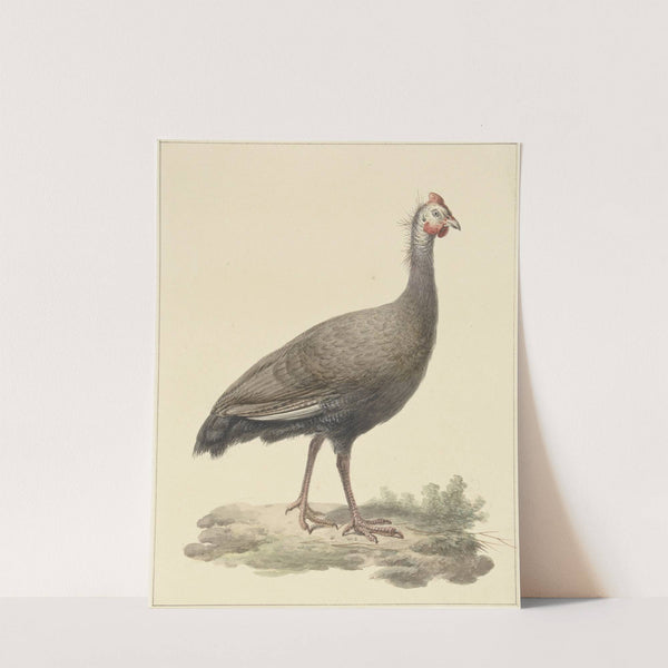 Helmparelhoen by Pieter Pietersz. Barbiers