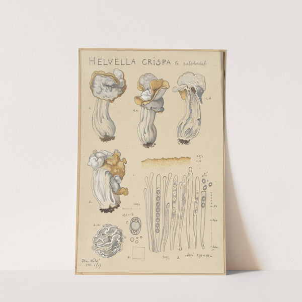 Helvella crispa (1915-1945) by Hans Walty