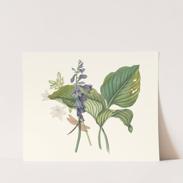 Hemerecalliscarulea, Hemerecallis Japonica by Priscilla Susan Bury