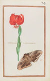 Hemerocallis chalcedonica (1624)