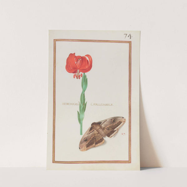 Hemerocallis chalcedonica (1624) by Daniel Rabel