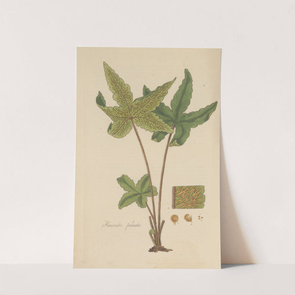 Hemionitis palmata by William Jackson Hooker