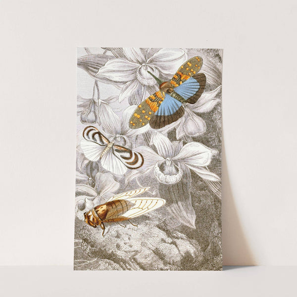 Hemipteres Pl. XVI by Jules Rothschild