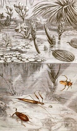 Hemipteres Pl. XVII