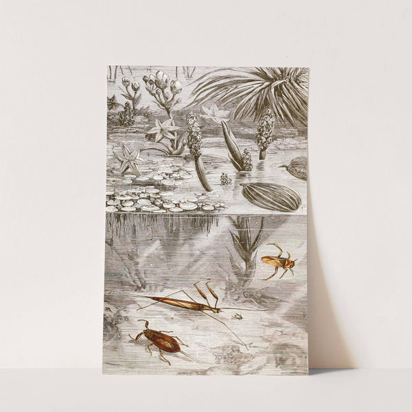 Hemipteres Pl. XVII by Jules Rothschild