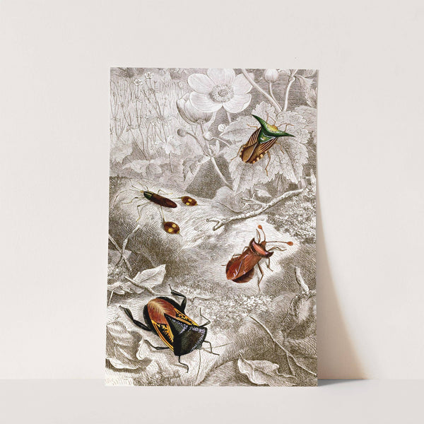 Hemipteres Pl. XX by Jules Rothschild