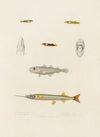 Hemiramphus Picarti, Gadiculus argenteus, Lepadogaster lineatus,Lepadogaster maculatus, Lepadogaster punctatus (1844-1867)