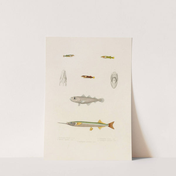 Hemiramphus Picarti, Gadiculus argenteus, Lepadogaster lineatus,Lepadogaster maculatus, Lepadogaster punctatus (1844-1867) by Arthus Bertrand