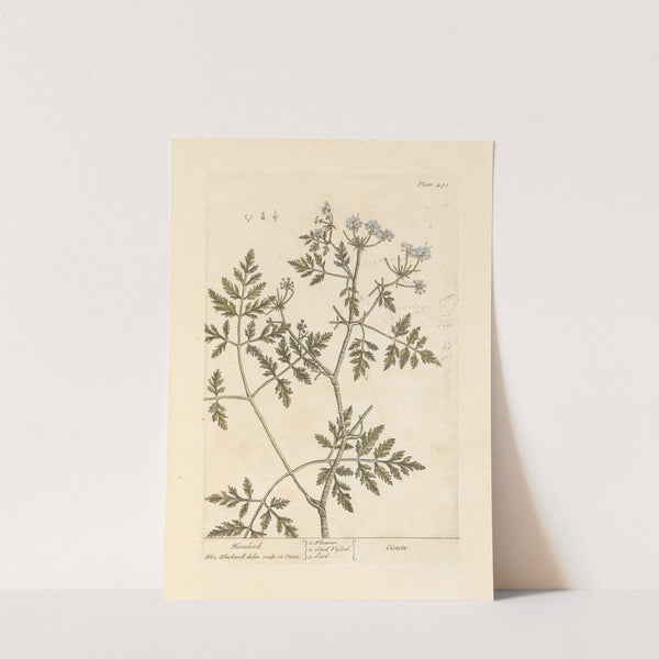 Hemlock (1739) by Elizabeth Blackwell