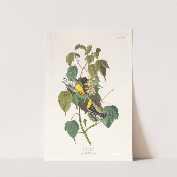 Hemlock warbler by John James Audubon